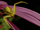 L'araignée crabe (thomise) en jaune 1