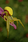 L'araignée crabe (thomise) en jaune 2
