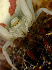 L'araignée crabe (thomise) en blanc - gros plan