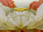 L'araignée crabe (thomise) en blanc - très gros plan