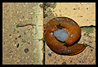 Gasteropodes (escargots, limaces)