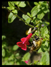 Hymenopteres (abeilles, guêpes, bourdons,...)